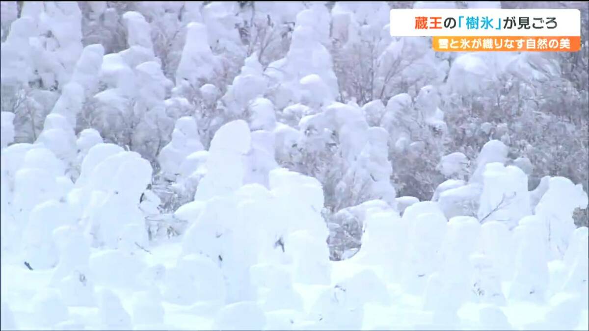 空からリポート】蔵王連峰の「樹氷」見ごろ 宮城 | 宮城のニュース