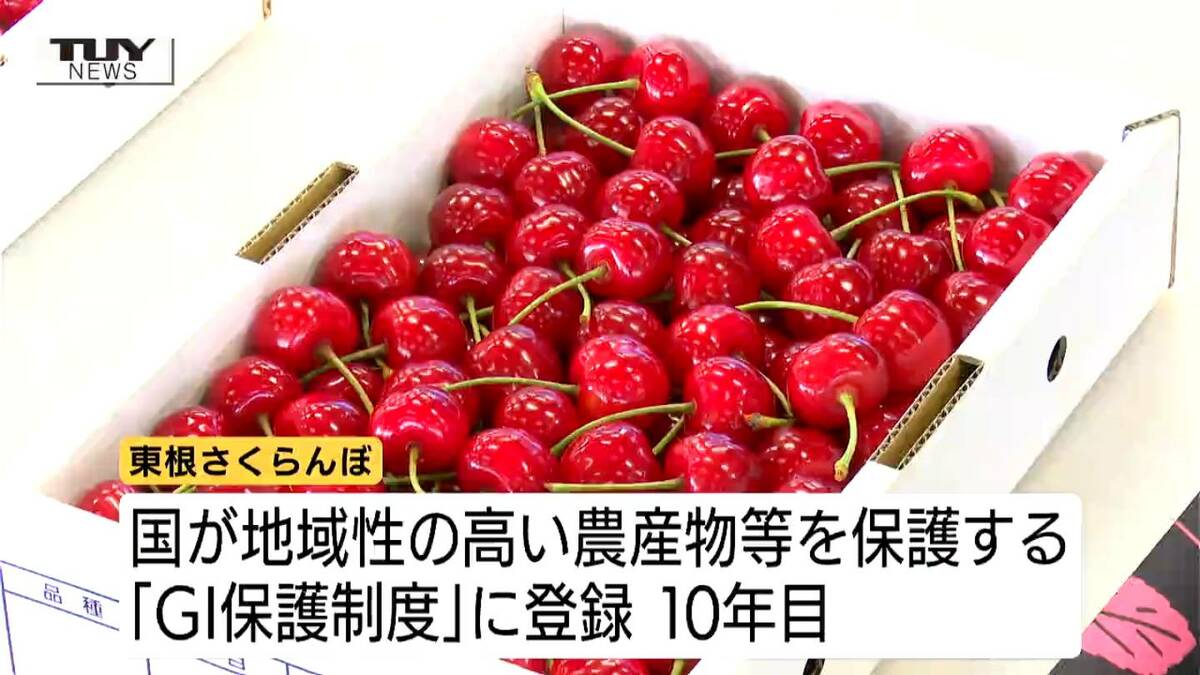 東根さくらんぼ 初競りで150万円（1キロ）で落札 東京・豊洲市場（山形