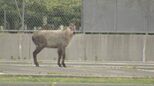 免許センターにニホンカモシカが…実技試験に遅れ　専門家は「遭遇したら何もしないのがベスト」福島　|　福島のニュース│TUF