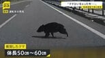 【ドラレコ映像】岩手・東北道を走行中の車にクマが衝突　中央分離帯から突然の飛び出し バンパーが割れ車体には毛が付着　2日前には秋田道のSAで目撃情報|TBS NEWS DIG