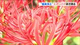どんな気持ちになりますか?「極楽浄土」真っ赤なヒガンバナ間もなく満開に 宮城・柴田町|TBS NEWS DIG