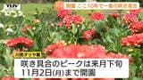 川西ダリヤ園オープン!ここ10年で1番の咲き具合に ピークには10万本のダリアが咲き誇る(山形・川西町)|TBS NEWS DIG