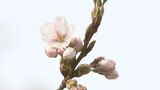 盛岡でサクラの開花発表 2023年より9日遅く、平年より6日早い開花 盛岡地方気象台|TBS NEWS DIG