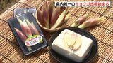 「新鮮な県内産ミョウガの香りを楽しんで」　県内唯一・大崎上島でミョウガの出荷始まる　広島|TBS NEWS DIG