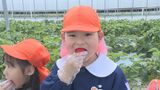 「おいしかった！甘くておっきくて」卒園前の園児　口いっぱいにイチゴほおばる　|　山口のニュース・天気・防災｜tys NEWS｜ｔｙｓテレビ山口