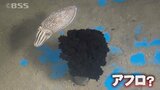 水槽の真ん中に謎の「アフロ」…飼育員爆笑 正体は?|TBS NEWS DIG