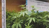 自宅や工場跡地で大麻草1300本以上を栽培か ベトナム人技能実習生の男ら3人を逮捕 山梨 | 山梨のニュース | UTYテレビ山梨
