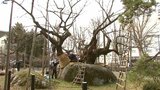 「石割桜」が春の装いに 盛岡地裁前の天然記念物 雪囲い外し開花待つ 暖冬による“蒸れ”も生育に問題なし|TBS NEWS DIG