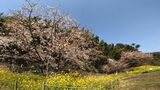 樹齢400年の「魚見桜」7分咲き 満開の菜の花とともに来週にかけて見頃 大分・日出町 | 大分のニュース|OBS NEWS|大分放送