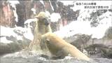 今季一番の積雪 雪で折れた木の枝が直撃しけがをした人も 動物園では「元気に動くホッキョクグマ」宮城|TBS NEWS DIG