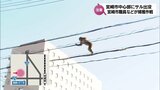 電線を伝いホテルの敷地内へ 4車線の国道も横断・・・宮崎市の中心市街地にサルが出没! 市職員などが大捕獲作戦|TBS NEWS DIG