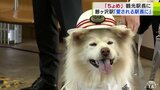 「恥ずかしがり屋のおてんば駅長みたいにみんなに愛され…」ブサカワ犬として人気の「ちょめ」が観光駅長に！　「フワフワ」「モフモフ」で観光客を出迎え　|　青森のニュース│ATV NEWS│青森テレビ