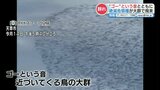 ゴーという音と迫る鳥の大群　その正体は絶滅危惧種の“カモ”　|　熊本のニュース｜RKK NEWS｜RKK熊本放送