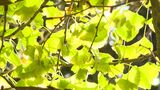 樹齢900年・菩提寺の大イチョウが見ごろを迎える 神々しい姿が見る人を圧倒「すごく迫力があっていい」【岡山・奈義町】|TBS NEWS DIG