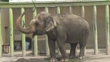 「居心地のいい環境にしたくて」甲府市立動物園でゾウの砂場に砂入れ作業 休園中に特別イベント|TBS NEWS DIG