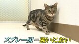 ネコが縄張りを主張する際の「スプレー尿」はなぜ臭い? 消臭剤への活用も期待される研究成果を岩手大学が発表|TBS NEWS DIG