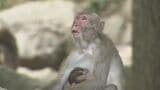 高崎山のサルの“ほほ” 木の実でパンパン 秋の姿にほっこり 大分 | 大分のニュース|OBS NEWS|大分放送