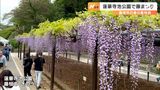 藤枝市最大のイベント「藤まつり」開催 限定の藤アイスやライトアップも=静岡・藤枝市 | 静岡のニュース | SBSNEWS | 静岡放送