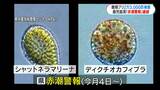 鹿児島湾で被害額1億円超か? 赤潮で養殖ブリ2万3000匹に被害 赤潮警報継続で県が注意呼びかけ|TBS NEWS DIG