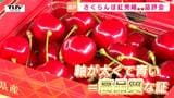「えげつない…」審査員も驚くハイレベルな戦い　“初夏のルビー”紅秀峰の品評会　特選の出来栄えは…!?（山形・寒河江市）|TBS NEWS DIG