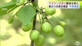 「サクランボ狩り」シーズン前に観光農園24か所で作柄調査 ほぼ平年並みに果実がつき順調に生育「『おいしいね』と言われるようなサクランボづくりを目指して」 青森県南部町|TBS NEWS DIG