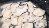 広島でカキ大量死 静岡・浜名湖のカキにも異変が...夏の異常な暑さが原因か「成長を妨げるプランクトン」発生の可能性=浜松市　|　静岡のニュース | SBSNEWS | 静岡放送