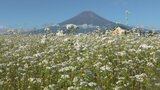 富士山の麓の県道沿い ソバの花が見ごろに およそ6000㎡の畑に白く可憐な花が咲き誇る | 山梨のニュース | UTYテレビ山梨