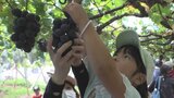 親子で学ぶブドウの栽培と収穫体験 さらに味比べも パルシステム山梨が開催 | 山梨のニュース | UTYテレビ山梨