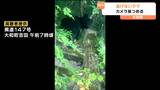 【クマ動画有り】「じっとこちらを見つめていた」人見ても逃げない“クマ”出没 住民は夜寝る前にカギをかける対策 宮城・大和町 | 宮城のニュース│tbc NEWS│tbc東北放送