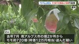 畑からモモ720個を盗んだ疑い　ベトナム人の男2人を追送検　全国各地のベトナム人に発送か　|　山梨のニュース | ＵＴＹテレビ山梨