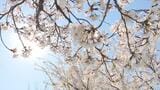 桜開花予想　東京と福岡が3月21日　山形は4月10日に桜咲く　ウェザーニューズ2026年桜開花予想　|TBS NEWS DIG