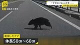 【ドラレコ映像】岩手・東北道を走行中の車にクマが衝突 中央分離帯から突然の飛び出し バンパーが割れ車体には毛が付着 2日前には秋田道のSAで目撃情報|TBS NEWS DIG