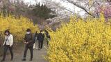 「花見山」来訪者　1万8000人増もコロナ前の『3割』にとどまる　福島|TBS NEWS DIG