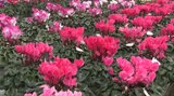 「ハウスで紅葉狩りならぬシクラメン狩り楽しんで」冬の花シクラメンの出荷始まる 岩手・一関市|TBS NEWS DIG