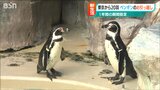 ペンギン20羽『お引越し』 ようこそ!東京から新潟へ|TBS NEWS DIG