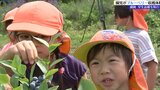 「おいしそう!」「すっぱ~い!」保育園児が青空の下 ブルーベリー収穫体験|TBS NEWS DIG