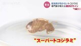 スーパートコジラミ潜伏を示す“サイン” 駆除に「くん煙剤」は要注意の理由 富山 | 富山のニュース|天気・防災|チューリップテレビ