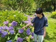 なぜアジサイは青色が多い？富山県中央植物園で聞いた “色違い” のワケ　土壌と色素の関係から読み解く…日本では火山大国ならでは特徴も。「今年はいつもと違う楽しみ方を」　|　富山のニュース｜天気・防災｜チューリップテレビ