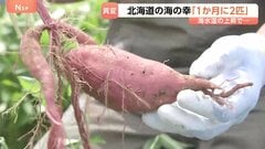 温暖化で北海道に異変　気温上昇で“さつまいも”生産が可能に　誕生「芋焼酎」は新たな特産品になるか| TBS CROSS DIG with Bloomberg