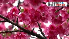 「大寒」にお花見？サクラや梅の花開く　寒くなるも鹿児島県内各地で春の光景広がる　|TBS NEWS DIG