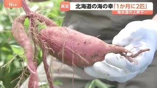 温暖化で北海道に異変　気温上昇で“さつまいも”生産が可能に　誕生「芋焼酎」は新たな特産品になるか| TBS CROSS DIG with Bloomberg