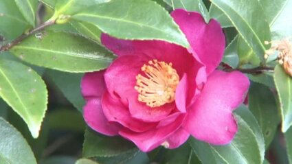 愛媛・松山市の花｢ツバキ｣の魅力学ぶ 市総合公園で園芸教室 各品種の