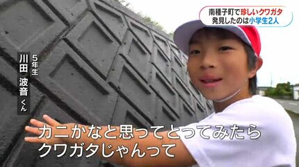 左がメス？右がオス？種子島で珍しいクワガタを小学生が発見「育てれば