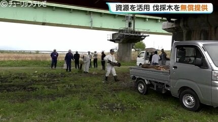 広葉樹の玉切り丸太！軽トラ半分強価格（アウトレット）。長さ３５cm。１９年５月〜６月伐採。茨城県潮来市。 丸太の無償配布” に長蛇の列…伐採の樹木1000本が1時間で終了！薪