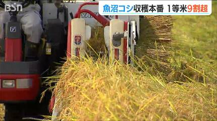 魚沼コシヒカリの9割以上が一等米 “令和の米騒動”解消へ期待 収穫も