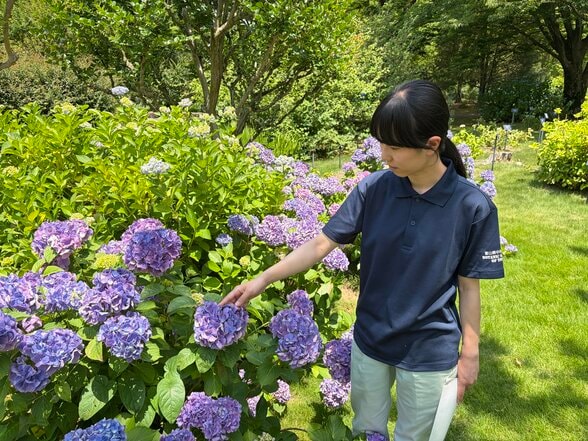なぜアジサイは青色が多い？富山県中央植物園で聞いた “色違い” のワケ　土壌と色素の関係から読み解く…日本では火山大国ならでは特徴も。「今年はいつもと違う楽しみ方を」　|　富山のニュース｜天気・防災｜チューリップテレビ