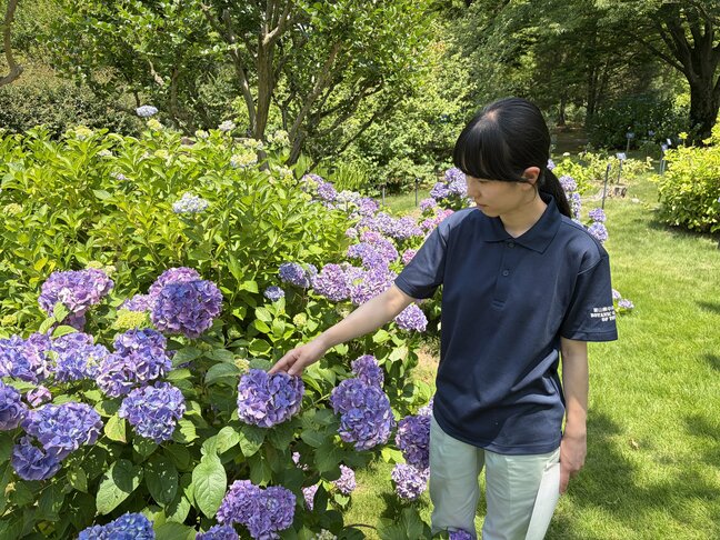 なぜアジサイは青色が多い?富山県中央植物園で聞いた “色違い” のワケ 土壌と色素の関係から読み解く…日本では火山大国ならでは特徴も。「今年はいつもと違う楽しみ方を」|TBS NEWS DIG