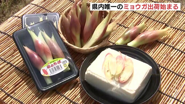 「新鮮な県内産ミョウガの香りを楽しんで」 県内唯一・大崎上島でミョウガの出荷始まる 広島|TBS NEWS DIG