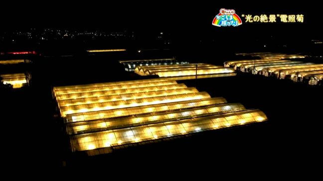 光の絶景　枕崎の“電照菊”【亀ちゃんのかごしま撮った！】|TBS NEWS DIG