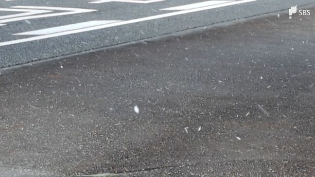 静岡市内で風花舞う 強風で山沿いの雪運ばれる 1月の観測史上最大の風速も記録|TBS NEWS DIG
